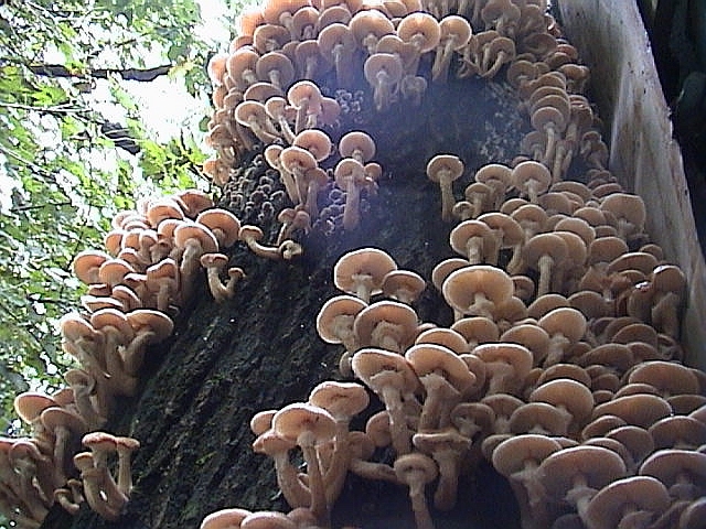 Uno spettacolo di Armillaria del 2002